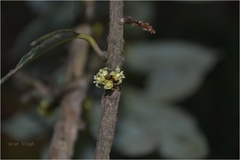 Nothopegia colebrookiana